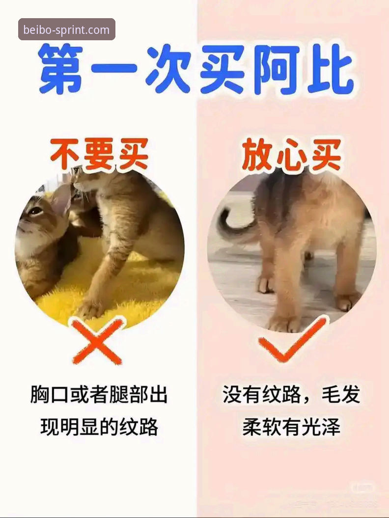 新手必看！掌握贝博体育注册的3个核心步骤与5大注意事项